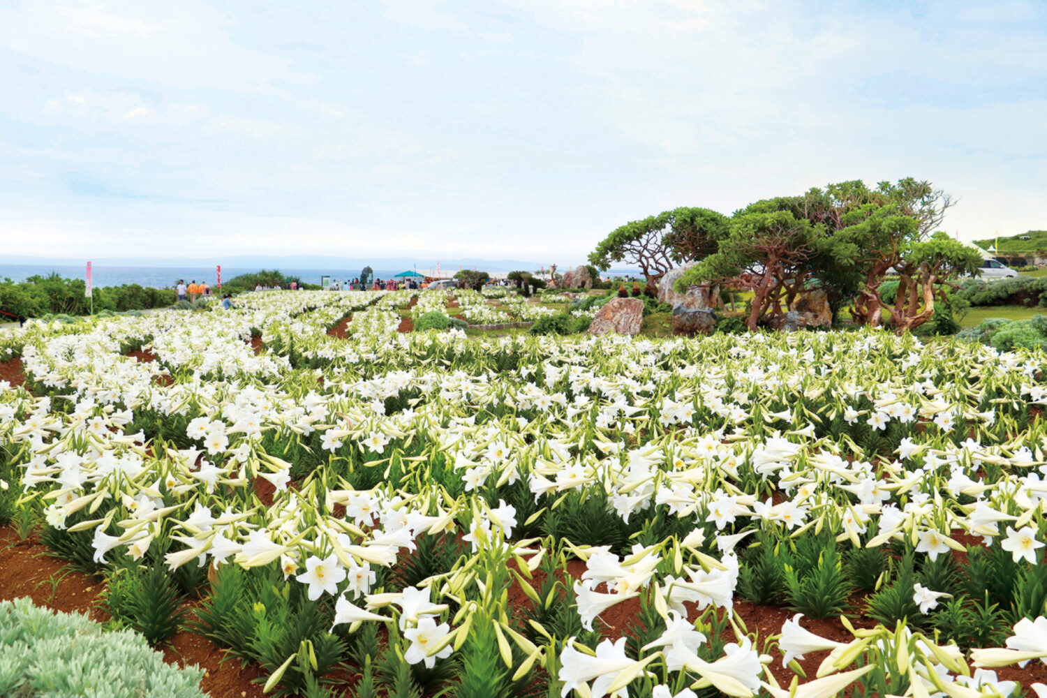 「にっぽん丸」飛んでクルーズ沖縄　美ら島で感じる初夏の風、香り